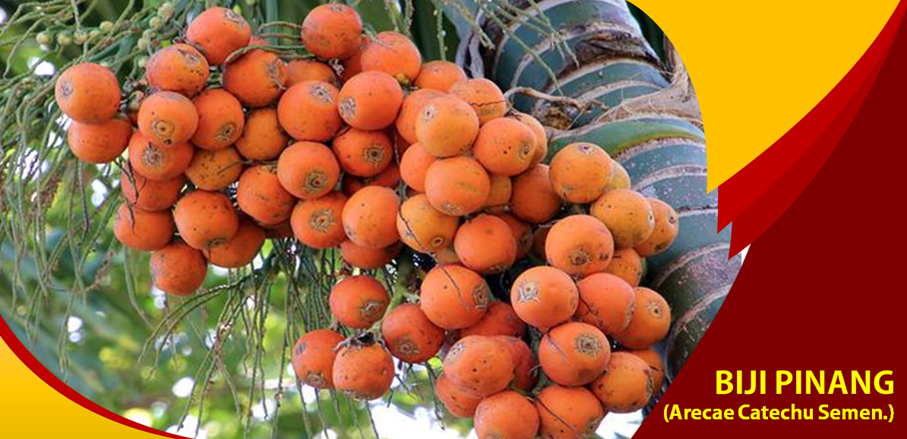 Khasiat Biji Pinang Turunkan Kolesterol